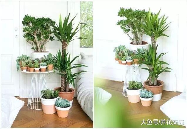净化空气常见的几种盆栽植物, 你家里养了哪些