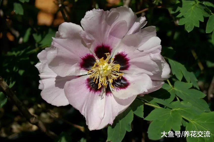 用这些方法栽种芍药能保持每年开花, 不需要太多照顾