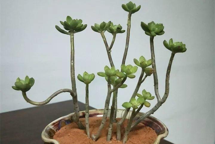 徒长的多肉先别砍, 控水转花盆, 5个月养老桩!