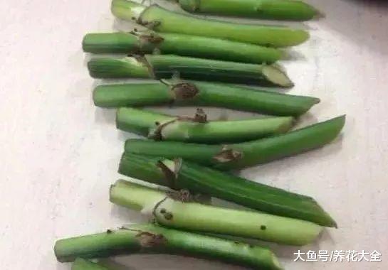 扦插黑腐总烂根, 试试这一招, 白花花的根呼呼冒!