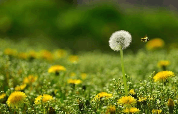 总是在半夜这2个时间段醒来, 提醒你肝可能出问题了, 需要养肝了