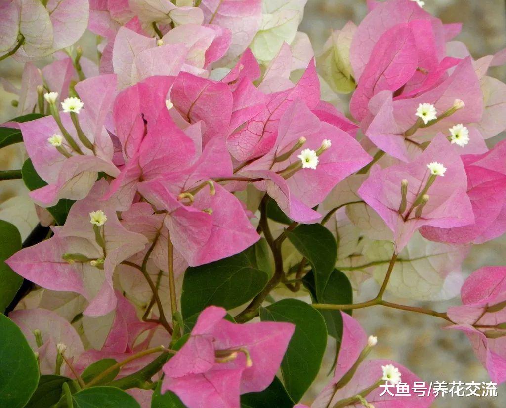 看到三角梅有喜欢的花色, 直接剪一段扦插土壤中就能变盆栽