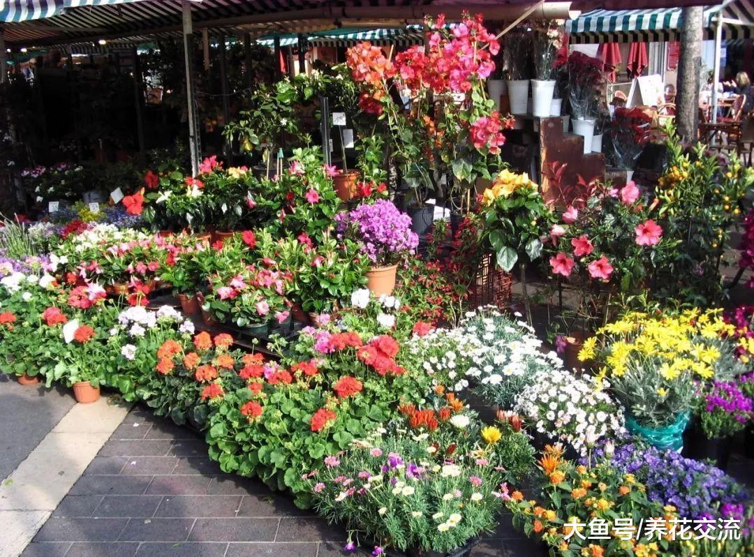 为啥花店的花卉都长得非常亮泽, 自己家里的植物却总是沾染灰尘