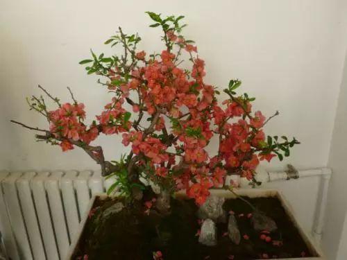 别人家的海棠花花团锦簇, 自家的只知道长个子不开花?