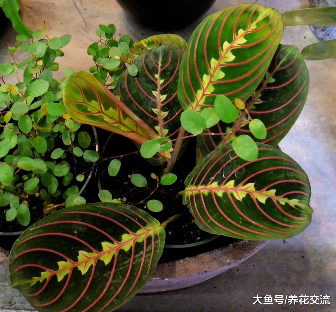 这些植物夜晚叶片就会闭合, 你养过哪一种呢?