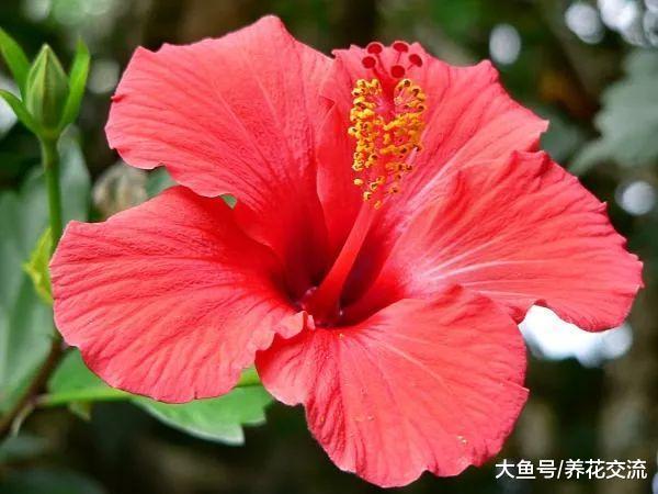 扶桑花盆栽要怎么浇水, 如何保证经常开花