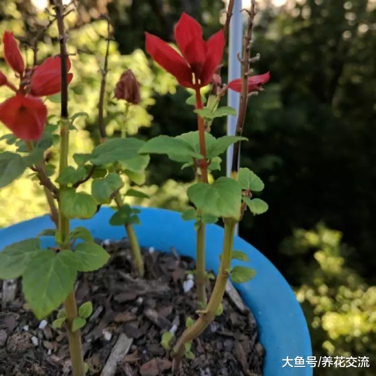 养在花盆里的一串红, 没想到还有这么多种花色