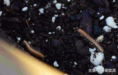 如何彻底清除室内盆栽植物里面的小白虫, 小黑飞杀不完的原因