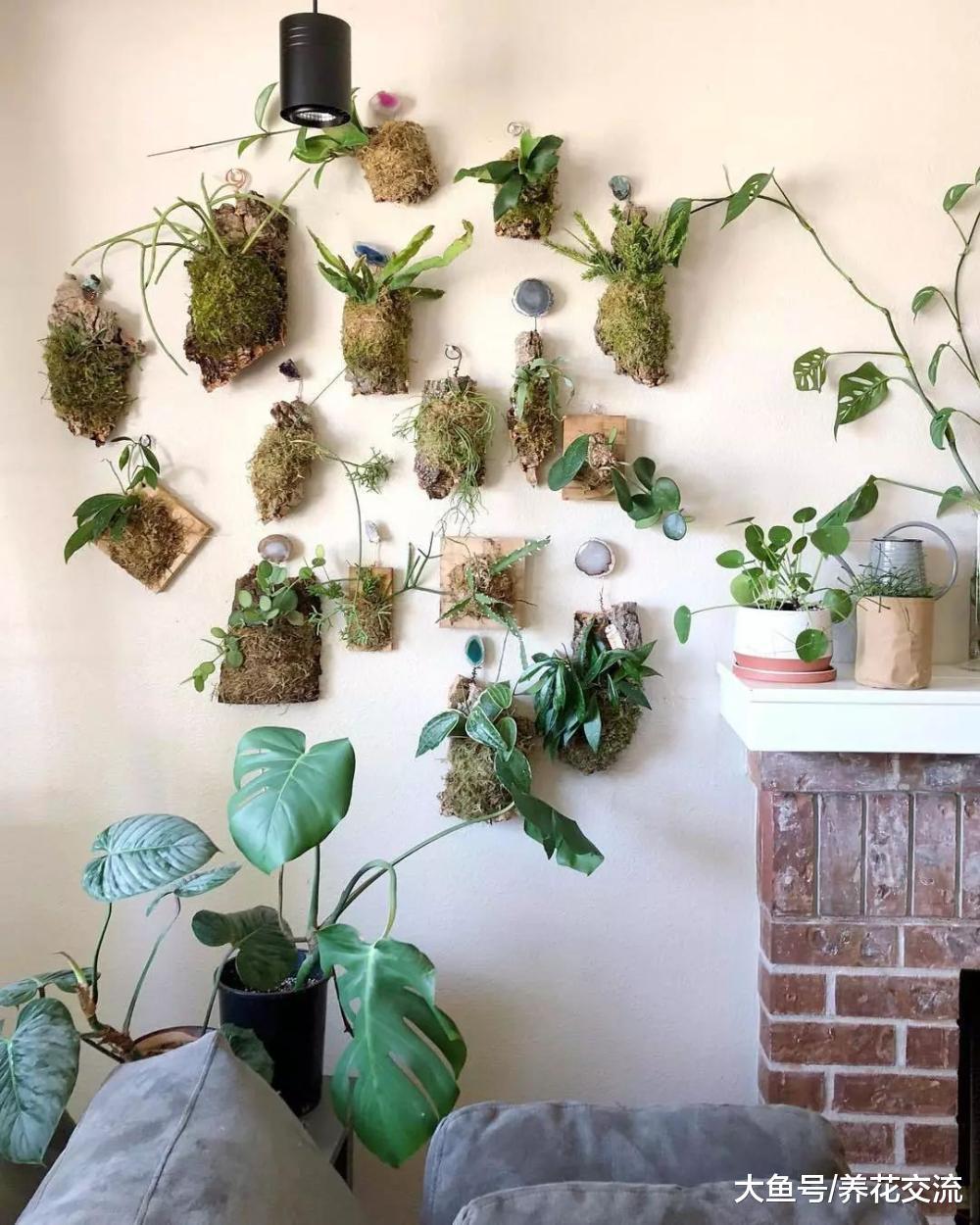 将室内盆栽植物养死的7个主要原因, 你有哪个中招的?