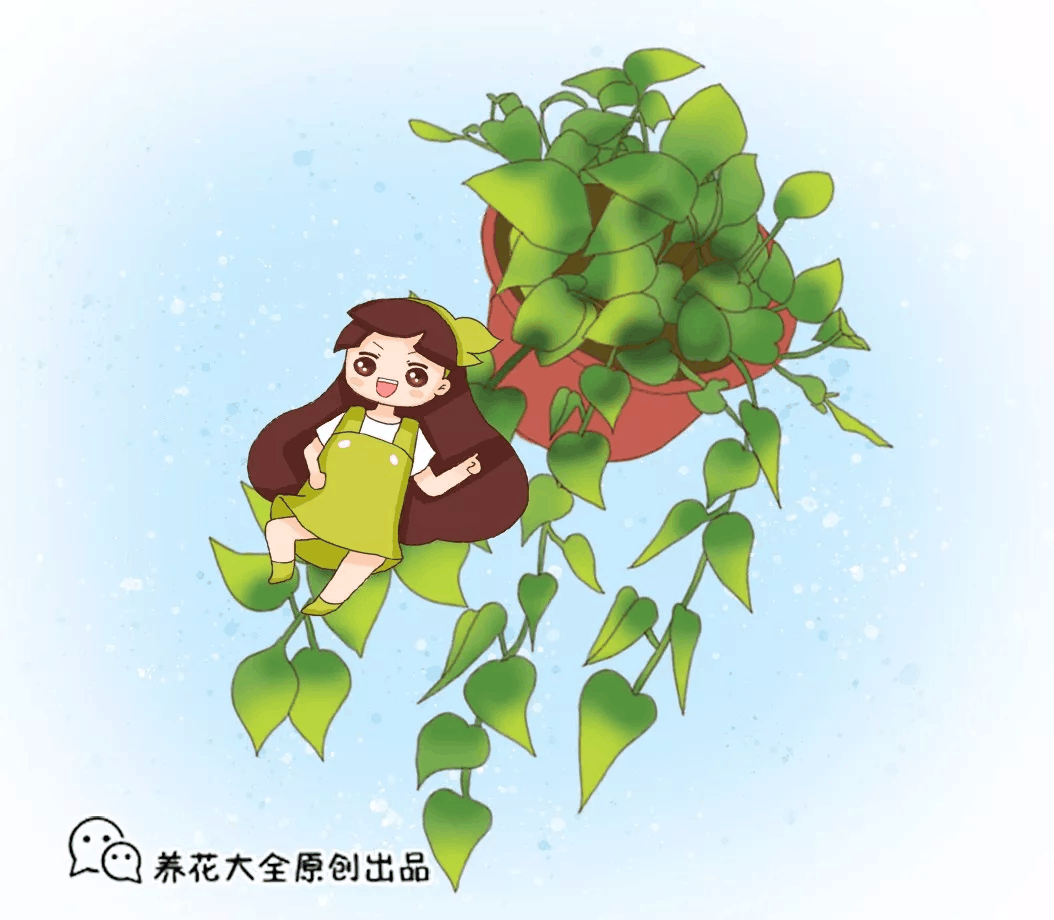 绿萝夏天长最快, 这么养, 20天蹿1米!
