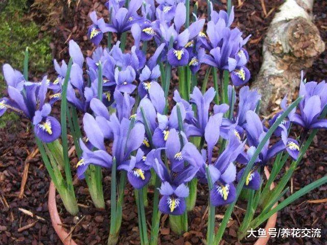 这8种球茎花卉在秋天种在花盆里, 冬春就能开出灿烂迷人的花朵