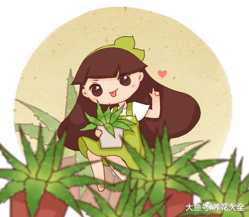 富贵竹这样养, 叶子由绿不烂根, 茎杆节节攀升!