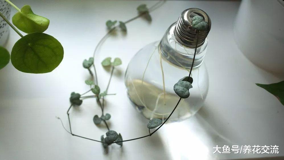 一串串心形的爱之蔓, 还能开出像小鞋子一般的花朵