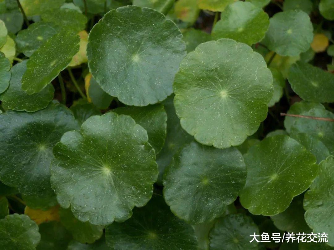 只要有水分和光照就能保持良好生长的铜钱草, 定期浇水就能活
