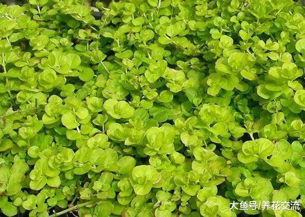 阴凉的院子、阳台特别适合养这12种花, 容易存活, 还能开花不断
