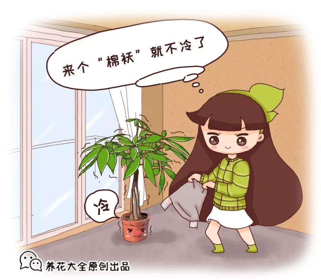 气温骤降, 他给花穿了3层棉袄, -28℃都冻不死!