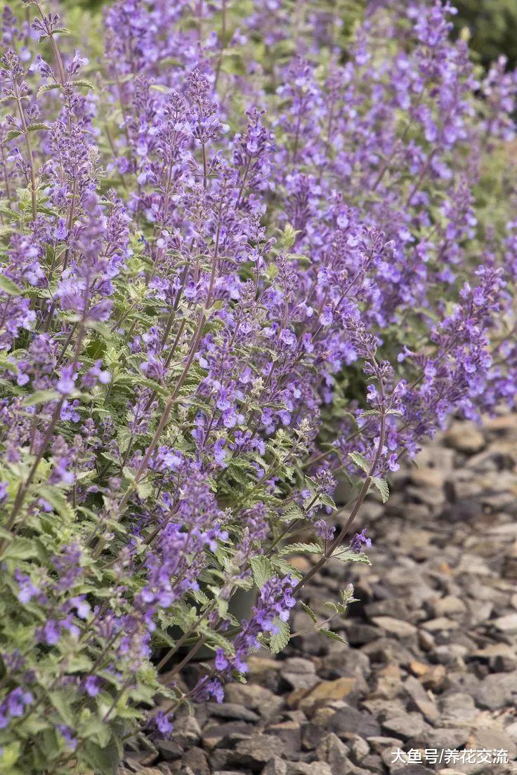 适合新手养护的10种草本开花植物, 不用怎么照顾就能花开灿烂