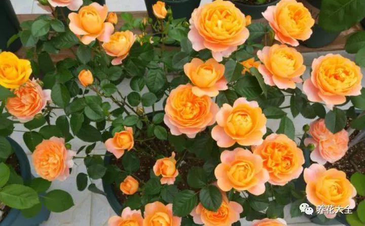 月季越养越丑? 不如试试这几种, 夏天也能美美哒!