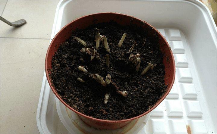 快死的绿萝别扔, 咔嚓一剪刀, 1个月后再次绿油油!