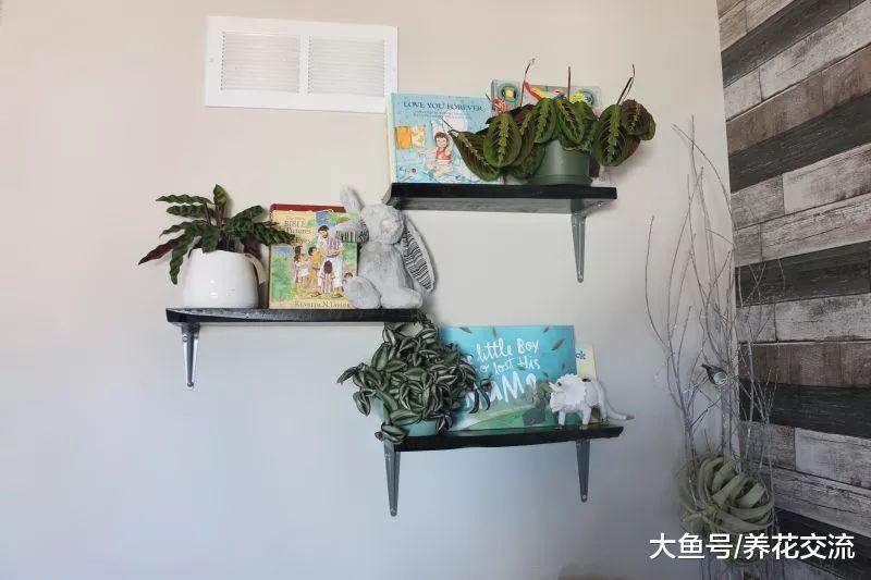 对婴儿、宠物安全无害的几种植物, 能很好净化空气的无毒盆栽