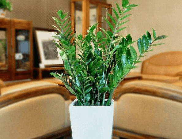 客厅就知道养花? 现在流行“种树”, 养上几盆, 旺运空气清!