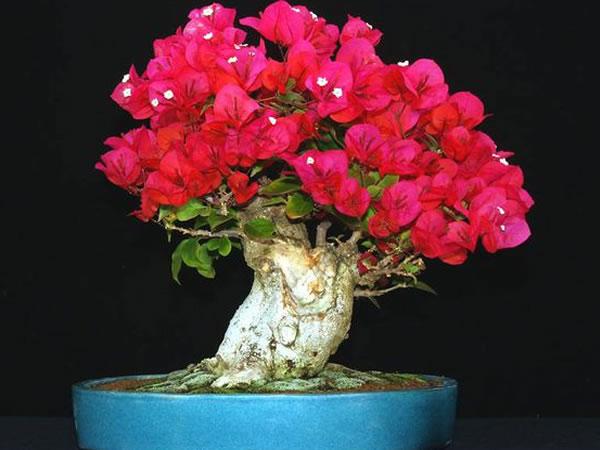 三角梅只长叶子不开花, 没做好这3点是通病, 难怪一个夏季没花朵