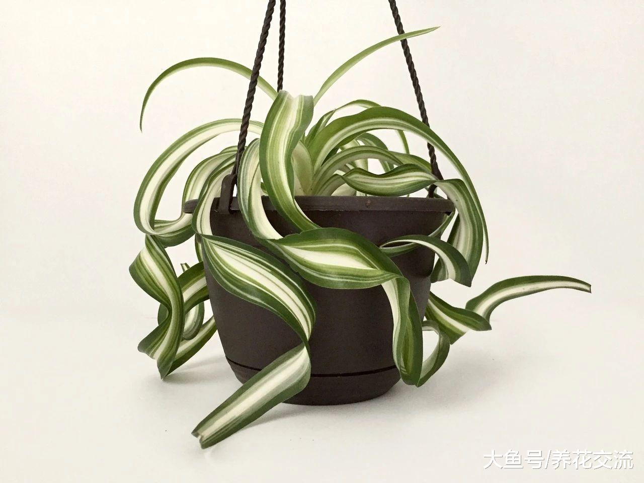室内养护的吊兰不断抽穗的技巧, 四季养护都有哪些注意事项?