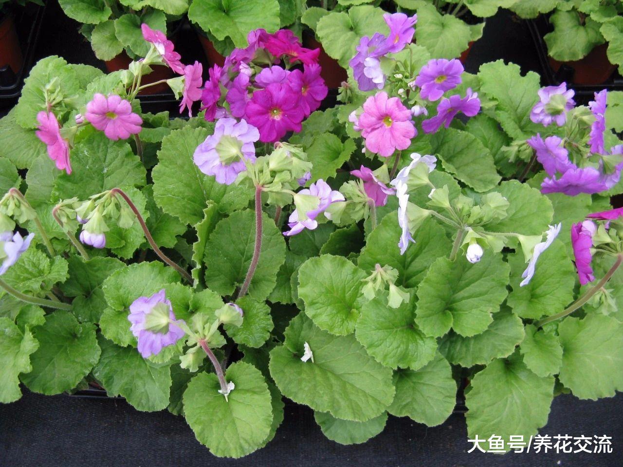 适合种在树荫下的报春花, 为啥养了几年不开花?