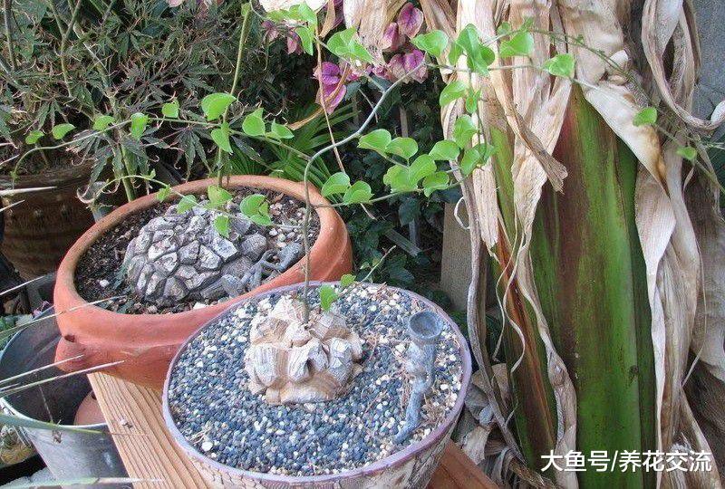 养龟甲龙盆栽特别有趣, 像是在龟壳上种爬藤植物