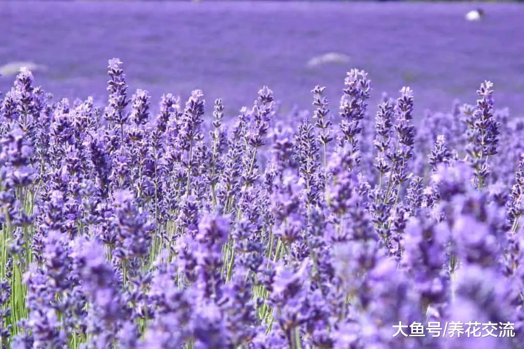 12种能够快速去除蚊子的神奇植物, 效果有没有想象那么好呢?