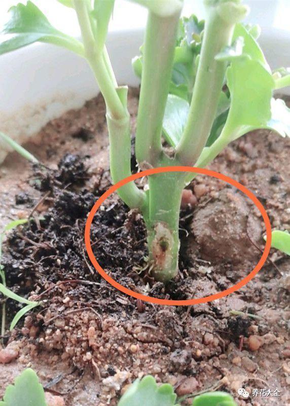 你家的长寿又黑腐? 剪掉后涂点这个, 夏天也能开花不断!