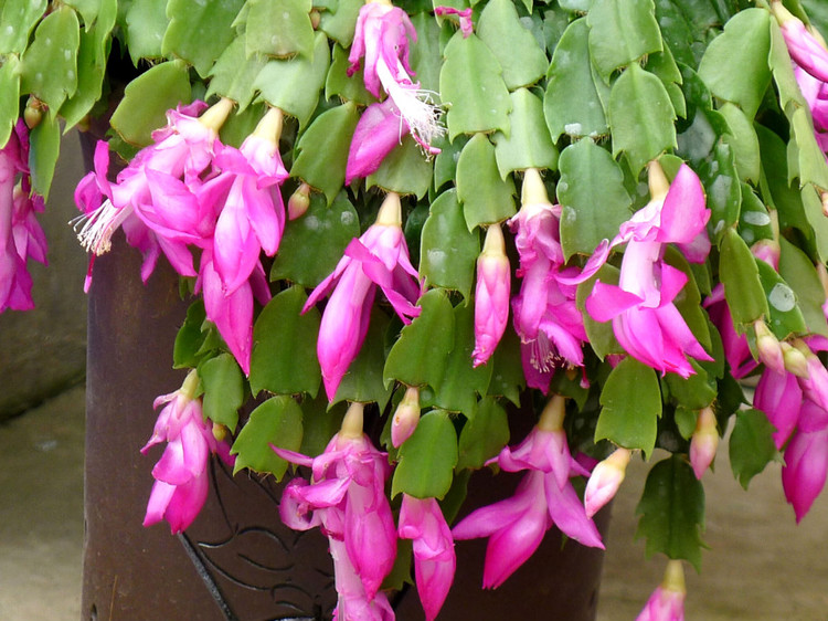 冬天养“蟹爪兰”, 学着这样“浇水”, 花苞盛开, 枝叶厚实!