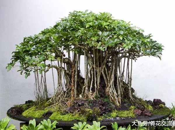 为什么植物会长气根, 这些在空中长根的枝条该如何处理?