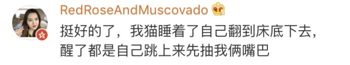 当猫咪暴躁起来, 它能骂你一宿