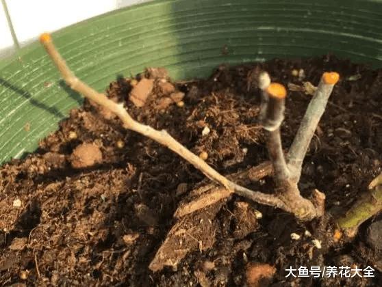 你家的花死透了? 别扔, 1招救活蹭蹭长!
