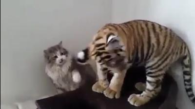老虎吃猫咪豆腐, 结果被连扇好几个耳光, 太丢脸了!