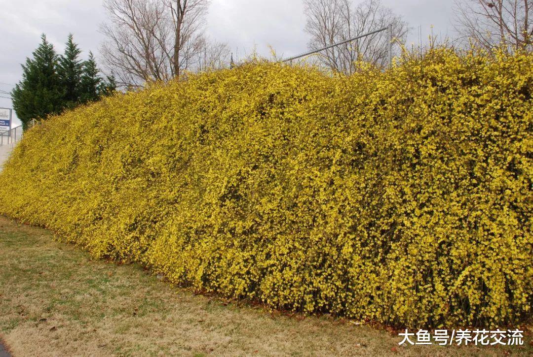 冬季爬满墙的迎春花, 能够开满一大片金黄色的花朵