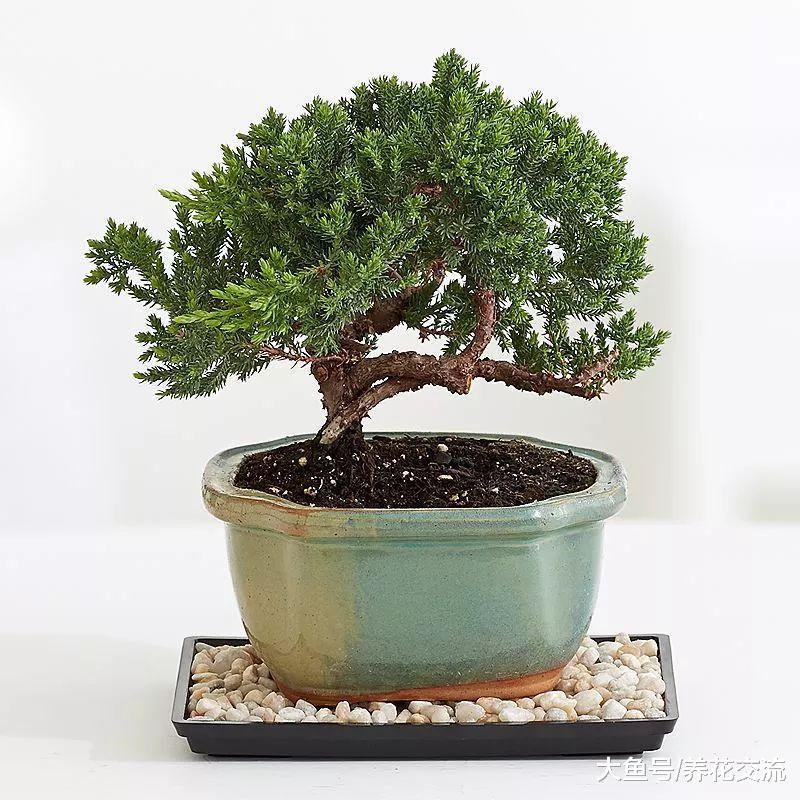 想要在家里养出靓丽迷人的盆景, 这5个技巧都要掌握