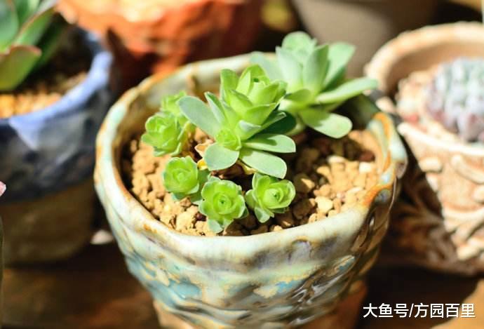 刚看到山地玫瑰就一个感觉, 太美了! 但要养好山地玫瑰可没这么简单!