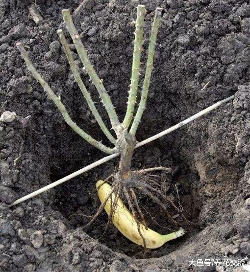 买来的裸根月季花我用这种方法栽种, 几周后恢复得特别好