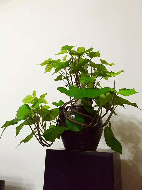 人人嫌弃的破瓶烂罐, 在她手里一捣鼓, 变成艺术品