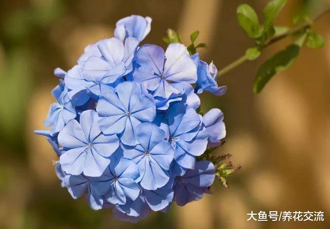 适合在夏季进行枝条扦插繁殖的花卉, 剪下来一段茎插土壤中变盆栽