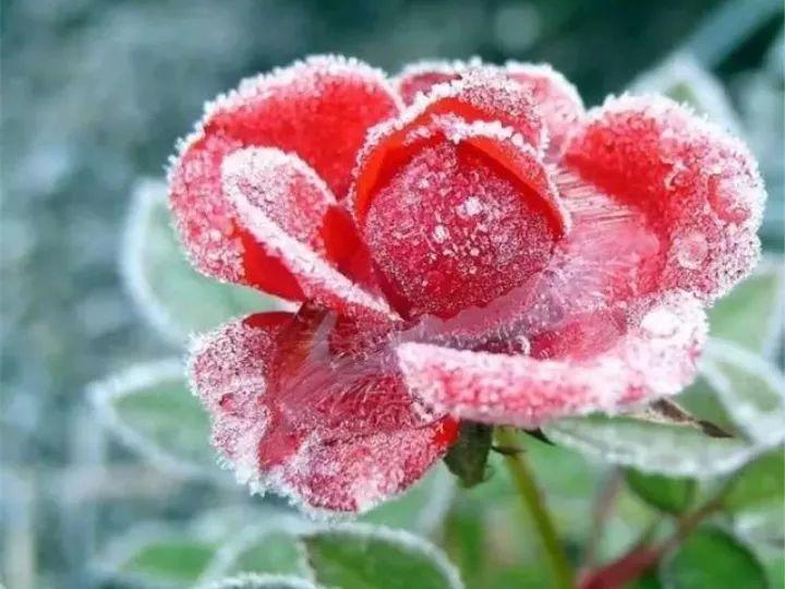 老祖宗留下的养花口诀, 记一招, 安稳过冬没问题!