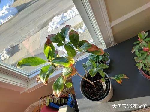 桂花买回来的时候开花了, 为什么之后4、5年都开不了花朵