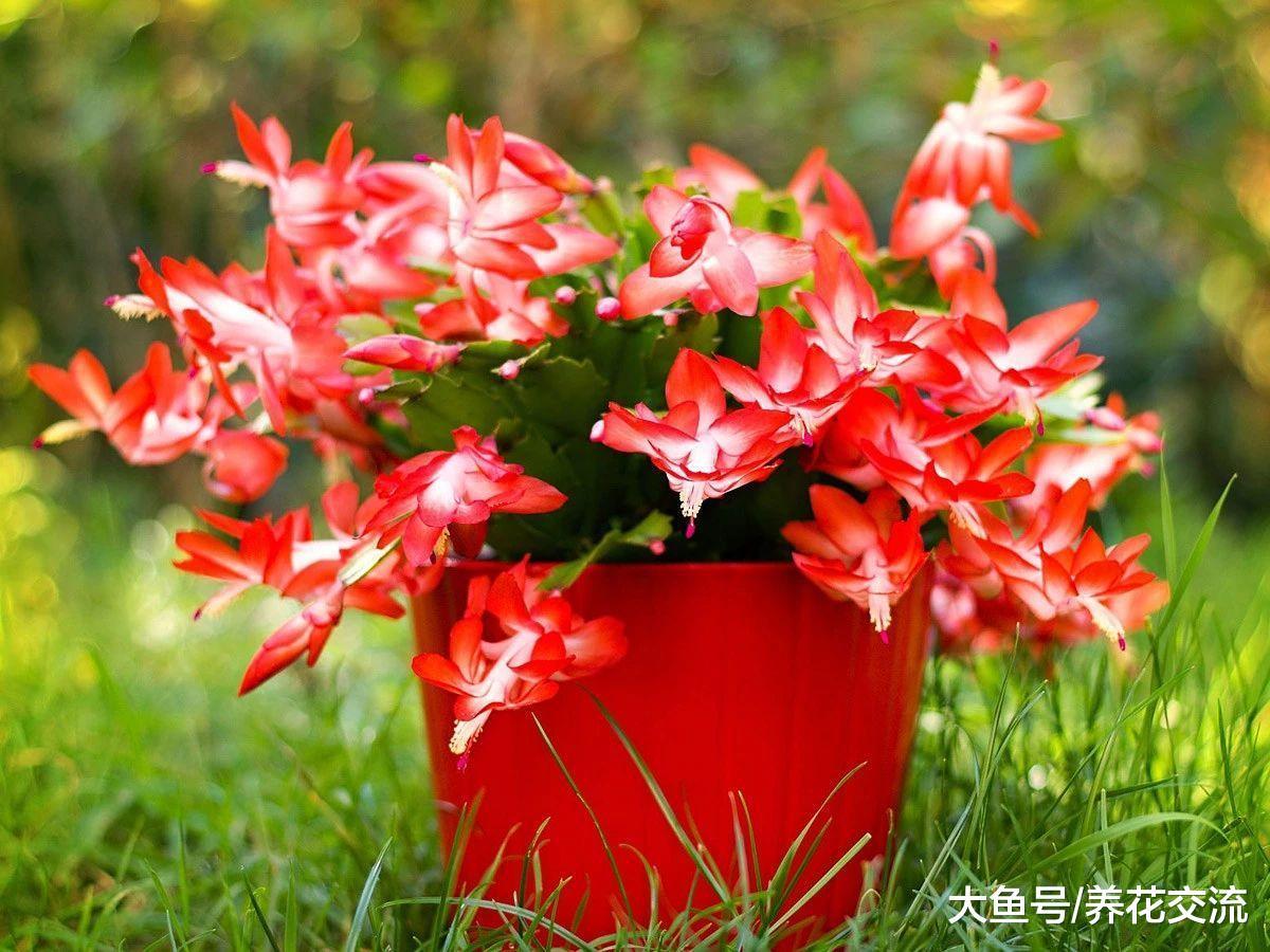 蟹爪兰开花之后掌握这几个技巧, 让它花朵保鲜更久