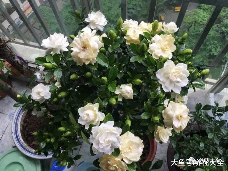 栀子花这样来浇水, 不仅叶子长得好, 花也能开不停!