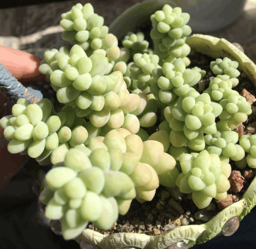 多肉烂根不肯长? 趁现在换个盆, 秋天又美又胖!