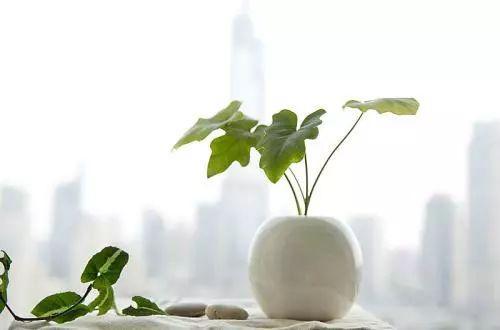 水培植物放进去这些东西, 不黄叶、不烂根, 想活几年都不成问题!