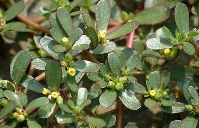 这几种菜在春天吃, 比冬虫夏草还补, 主要要吃法方面!