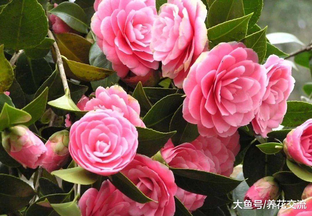 9种可以保持常年翠绿的开花灌木, 果子也是特别自然的